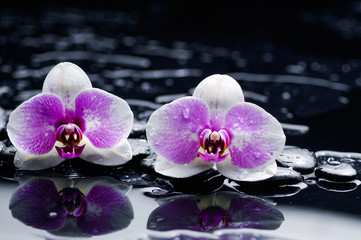 Fototapeta na wymiar Beautiful white two orchid and therapy stones 