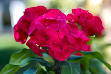 Euphorbia milli or Crown of thorns