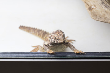 Spiny tail lizard