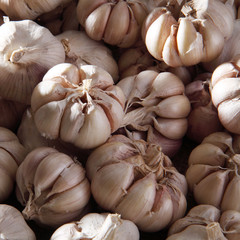garlic
