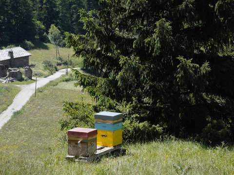 rucher artisanal,production de miel