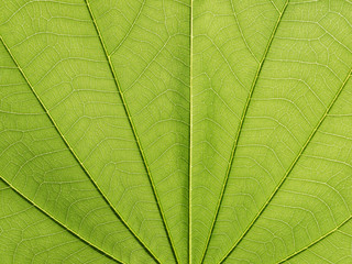 Fototapeta na wymiar close up of green leaf texture ( bauhinia purpurea leaf )