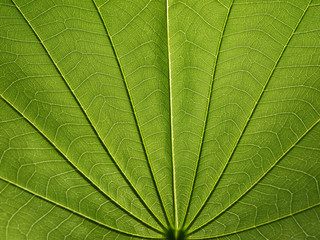 close up of green leaf texture ( bauhinia purpurea leaf )