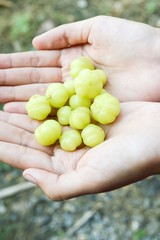 fresh star gooseberry fruit on man hand