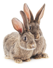 Two brown bunnies.