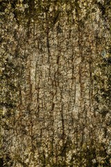 old grunge wood texture background