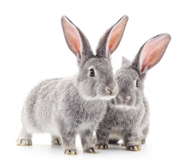 Baby rabbits.