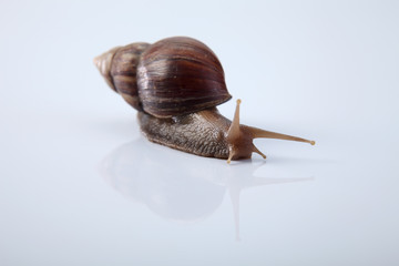 snail