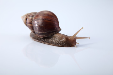 snail
