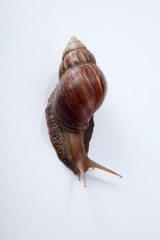 snail