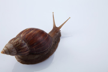 snail