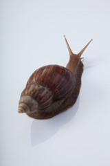 snail