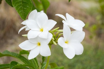 Obraz premium plumeria flower in nature garden