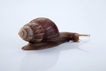 snail