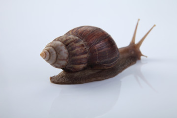 snail