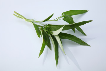 Fototapeta premium kang kong