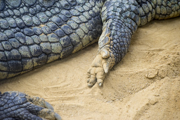 brown alligator resting on the sand beside a river