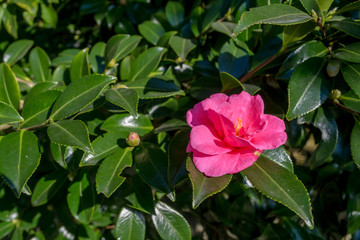 Camellia sasanqua  in Japanese garden