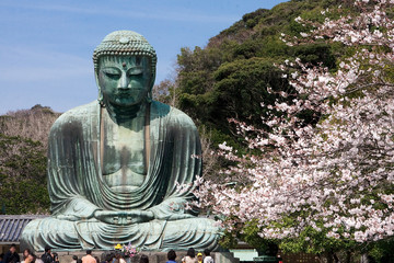 Naklejka premium Kamakura Daibutsu i Sakura [Wiosna]