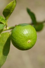 fresh lime tree in vegetable garden
