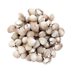 fresh cockles seafood on white background