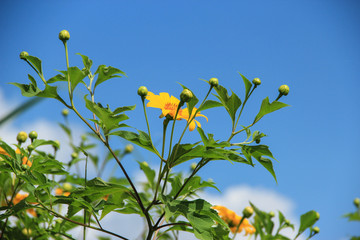 Mexican sunflower and blue sky background