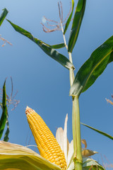 golden maize on stem
