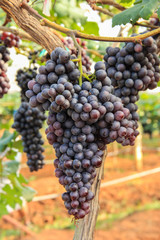 Naklejka premium A bunch of grapes
