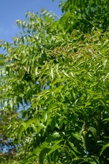 Neem plan tree in garden , Azadirachta indica