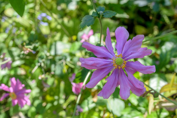 Obraz premium light purple flower in garden, japan