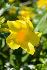 Obraz premium yellow allamanda flower in garden