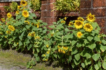 sunflower in garden