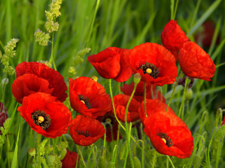 Naklejka premium Łąka z pięknymi jaskrawoczerwonymi kwiatami maku na wiosnę