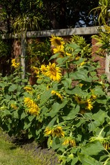 sunflower in garden