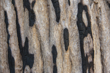 Wood stump background
