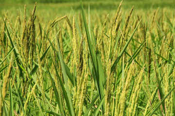 Ear of rice at paddy field