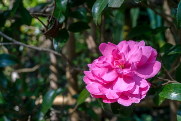 Pink Camellia in garden japan