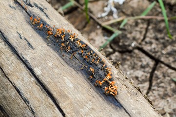 fungus on dry wood