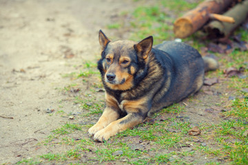 Dog lying on the ground in the countryside