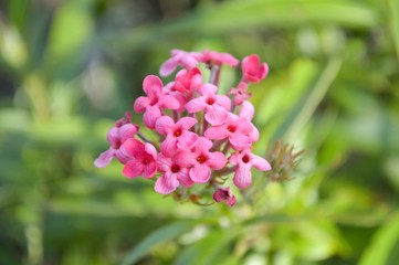  pink Panama Rose flower in garden