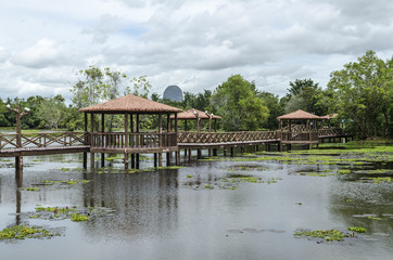 Taman Rekreasi Tasik Melati, Perlis, Malaysia - Tasik Melati is a wetland with its wild plant