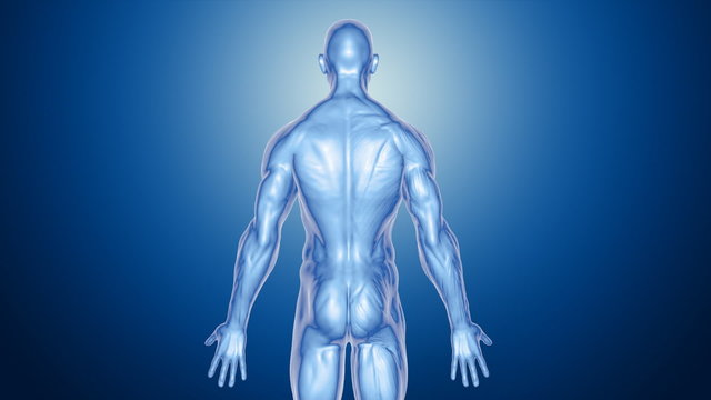 Anatomy