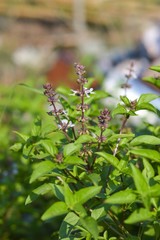sweet basil tree in vegetable garden
