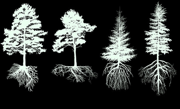isolated four pines with roots on black