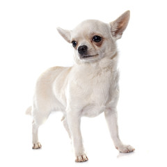 short hair chihuahua