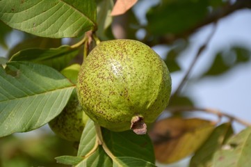 green guava in fruit garden