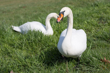 Schwan Pärchen