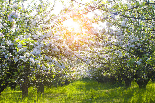Blooming apple trees at spring