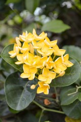 Obraz premium yellow Ixora coccinea flower in garden