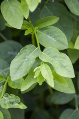 Fototapeta na wymiar Sauropus androgynus leaves in vegetable garden